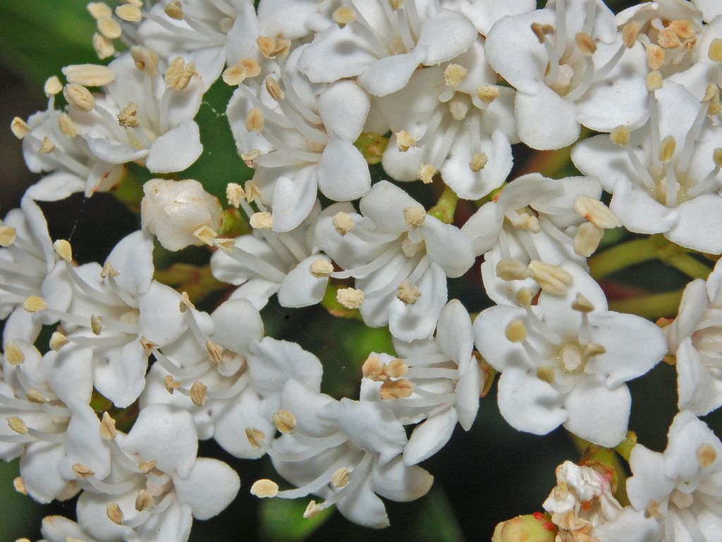 Viburnum tinus / Viburno-tino